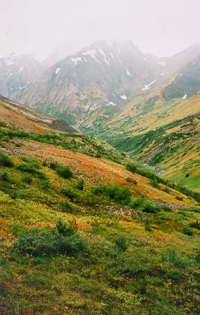 Alaskaintenseherfst