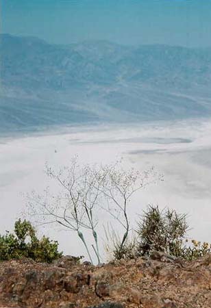 deathvalleydante